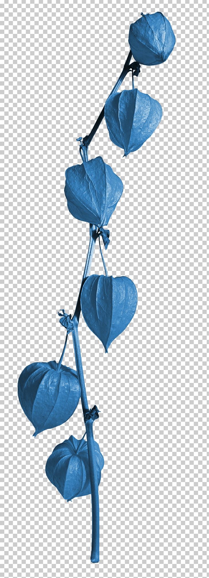 Photography PNG, Clipart, Blue, Branch, Computer Icons, Illustrator, Lanterns Free PNG Download