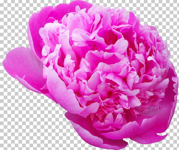 Flower Desktop Photography Moutan Peony PNG, Clipart, Carnation, Cut Flowers, Desktop Wallpaper, Download, Flower Free PNG Download