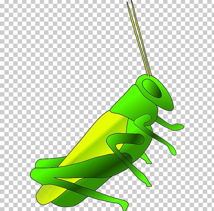 Grasshopper Cricket PNG, Clipart, Amphibian, Art, Computer Icons, Cricket, Cricket Like Insect Free PNG Download