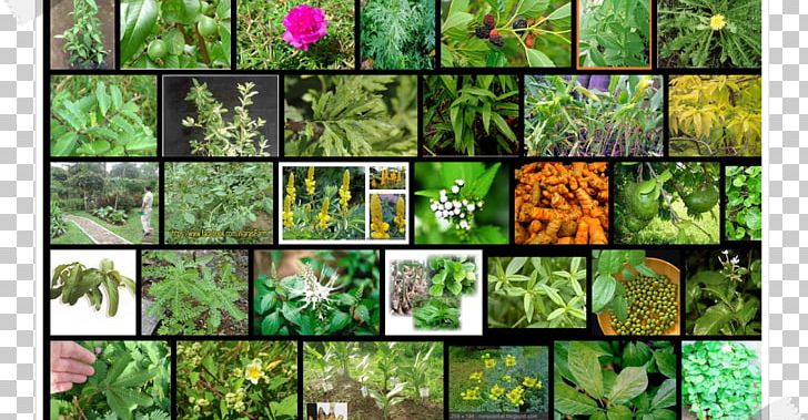 Biome Moss Flora Vegetation Fauna PNG, Clipart, Biome, Collage, Delima, Ecosystem, Fauna Free PNG Download