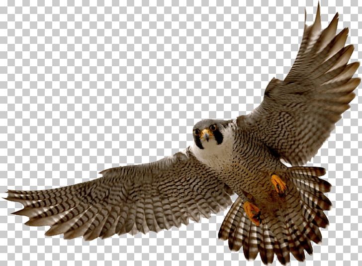 Bird Peregrine Falcon Portable Network Graphics PNG, Clipart, Accipitriformes, Beak, Bird, Bird Of Prey, Buzzard Free PNG Download