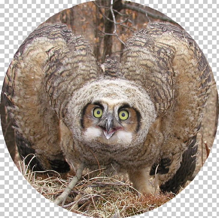 Great Horned Owl PNG, Clipart, Animal, Beak, Bird, Bird Of Prey, Chibi Free PNG Download