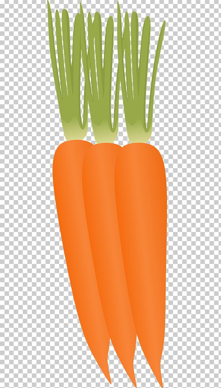 Baby Carrot Vegetable Food PNG, Clipart, Baby Carrot, Carrot, Food, Fruit, Grass Free PNG Download