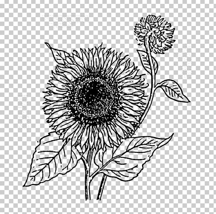 Common Sunflower Rubber Stamp Cut Flowers Postage Stamps PNG, Clipart, Artwork, Black And White, Cardmaking, Common Sunflower, Craft Free PNG Download