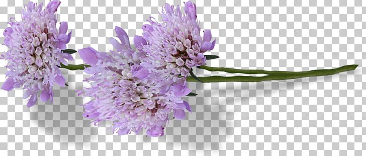 English Lavender Flower Drawing PNG, Clipart, Cut Flowers, Drawing, Encapsulated Postscript, English Lavender, Flower Free PNG Download