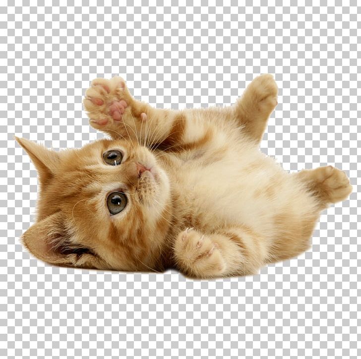 Kitten Puppy Cat Dog Cuteness PNG, Clipart, Animal, Animals, Beagle, Black Cat, Carnivoran Free PNG Download