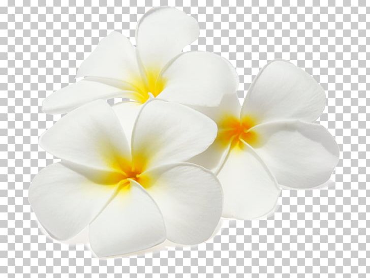 Stock Photography Flower Frangipani PNG, Clipart, Clip Art, Color, Cut Flowers, Drawing, Flower Free PNG Download