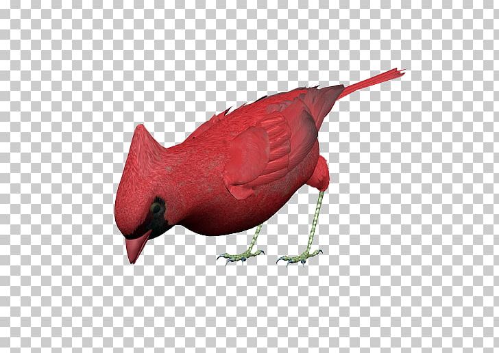 Bird Red Vinaceous Rosefinch PNG, Clipart, Animal, Animals, Balloon Cartoon, Beak, Bird Free PNG Download
