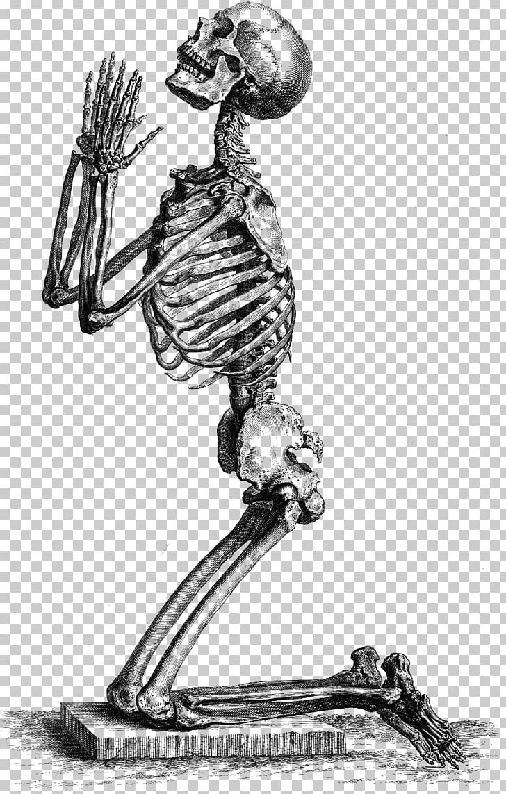 Human Skeleton The Anatomy Of The Human Body Skull PNG, Clipart, Anatomy, Anatomy Of The Human Body, Arm, Art, Beak Free PNG Download
