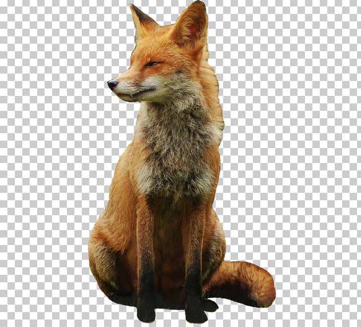 Red Fox Arctic Fox PNG, Clipart, Animal, Arctic Fox, Canidae, Carnivoran, Dog Breed Free PNG Download