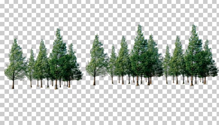 Tree Forest PNG, Clipart, Biome, Computer Software, Conifer, Decorative Patterns, Dots Per Inch Free PNG Download