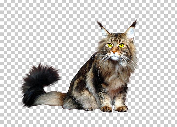Maine Coon Whiskers Sphynx Cat Devon Rex Wildcat PNG, Clipart, Animal, Animation, Carnivoran, Cat, Cat Like Mammal Free PNG Download