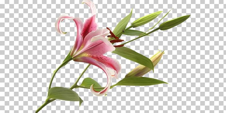 Pink Flowers Bulb Tiger Lily Lilium 'Stargazer' PNG, Clipart, Bulb, Flower, Pink, Tiger Lily Free PNG Download
