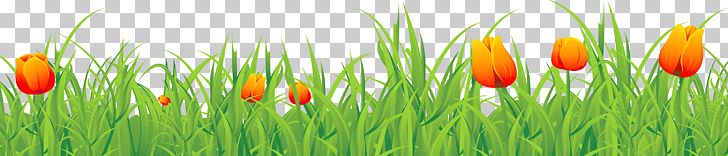 Tulip Time Festival PNG, Clipart, Bud, Clipart, Computer Wallpaper, Download, Field Free PNG Download