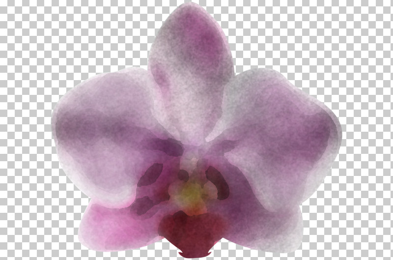 Violet Flower Petal Purple Pink PNG, Clipart, Cattleya, Dendrobium, Flower, Lilac, Moth Orchid Free PNG Download