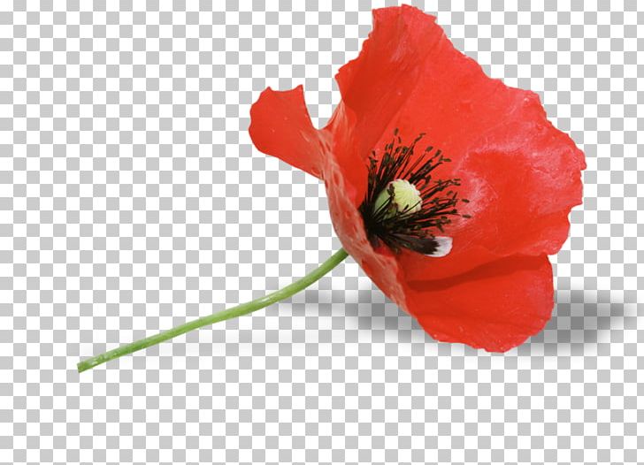 Common Poppy Red Flower Remembrance Poppy PNG, Clipart,  Free PNG Download
