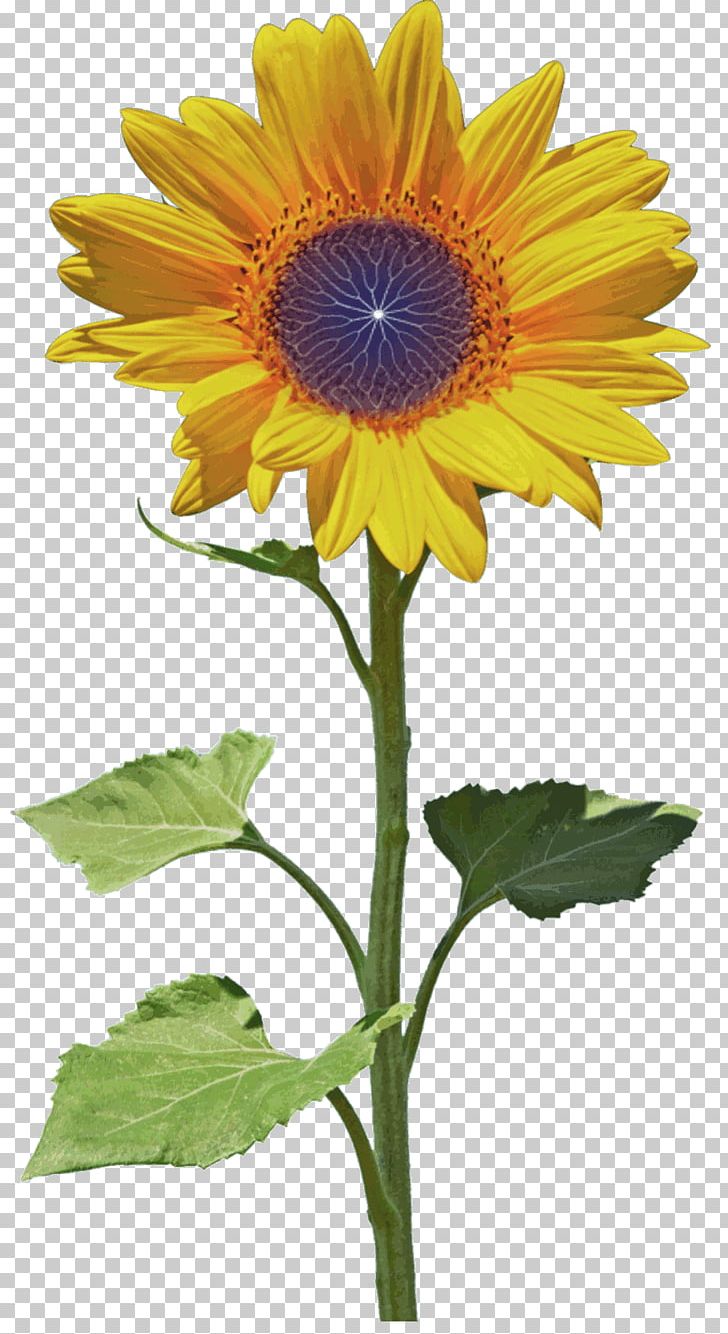 Sunflower Seed Petal Blume PNG, Clipart, Annual Plant, Asterales, Blume, Daisy Family, Dynamic Free PNG Download