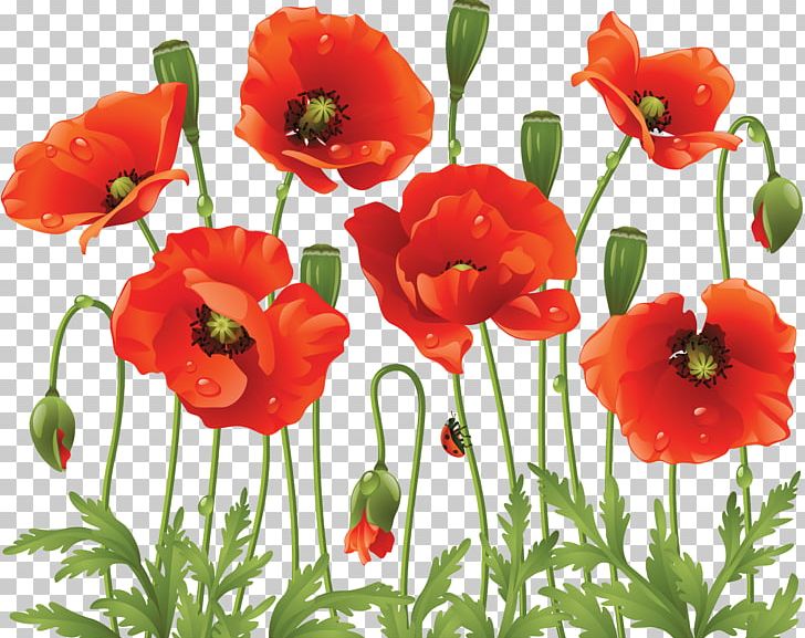 Common Poppy Flower PNG, Clipart, Annual Plant, Clip Art, Common Poppy, Coquelicot, Cut Flowers Free PNG Download