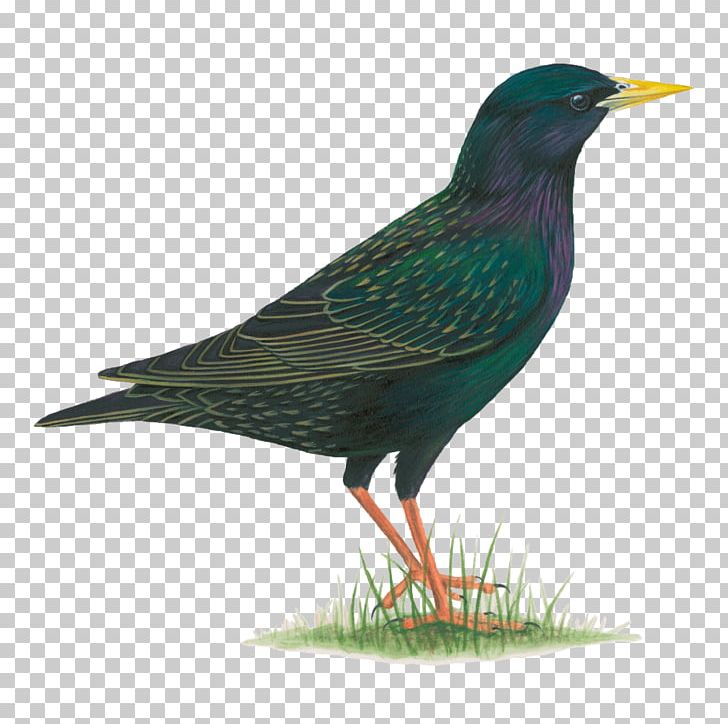 Common Starling Bird Beak Violet-backed Starling PNG, Clipart, All About Birds, Animals, Beak, Bird, Common Blackbird Free PNG Download