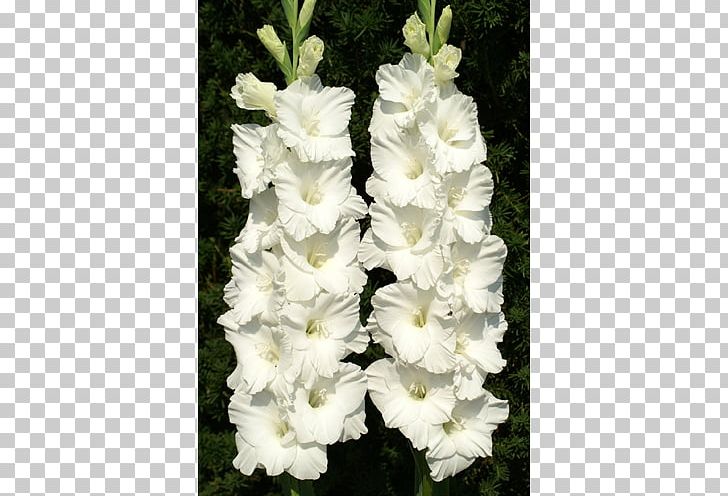 Coppertips Gladiolus Plant Cut Flowers PNG, Clipart, Bulb, Coppertips, Corm, Crinum, Cut Flowers Free PNG Download