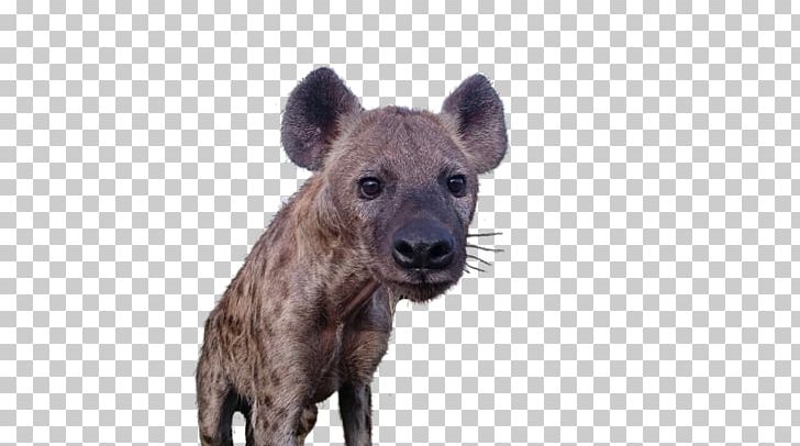Hyena Terrestrial Animal Wildlife Snout PNG, Clipart, Animal, Animals, Carnivoran, Fauna, Hyena Free PNG Download