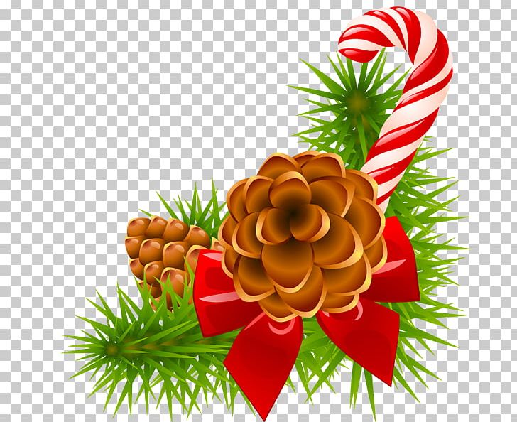 Christmas Pine Conifer Cone Christmas Day PNG, Clipart,  Free PNG Download