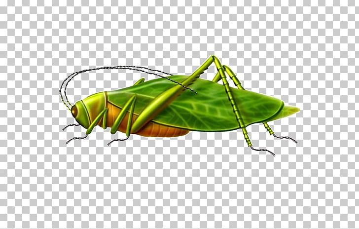 Grasshopper Locust Illustration PNG, Clipart, Cartoon, Decorative, Free Logo Design Template, Happy Birthday Vector Images, Images Free PNG Download