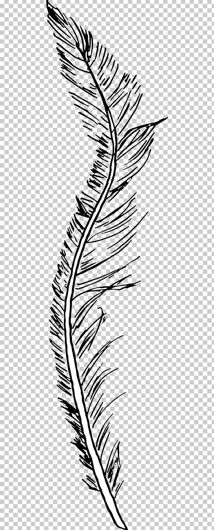 Line Art Leaf White Feather PNG, Clipart, Area, Artwork, Beak, Black, Black And White Free PNG Download