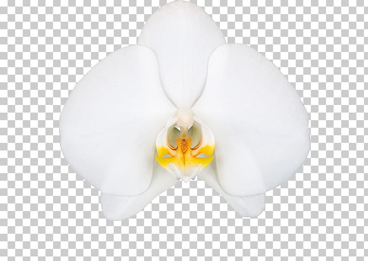 Moth Orchids Petal PNG, Clipart, Decoration, Flower, Flowering Plant, Miscellaneous, Moth Free PNG Download