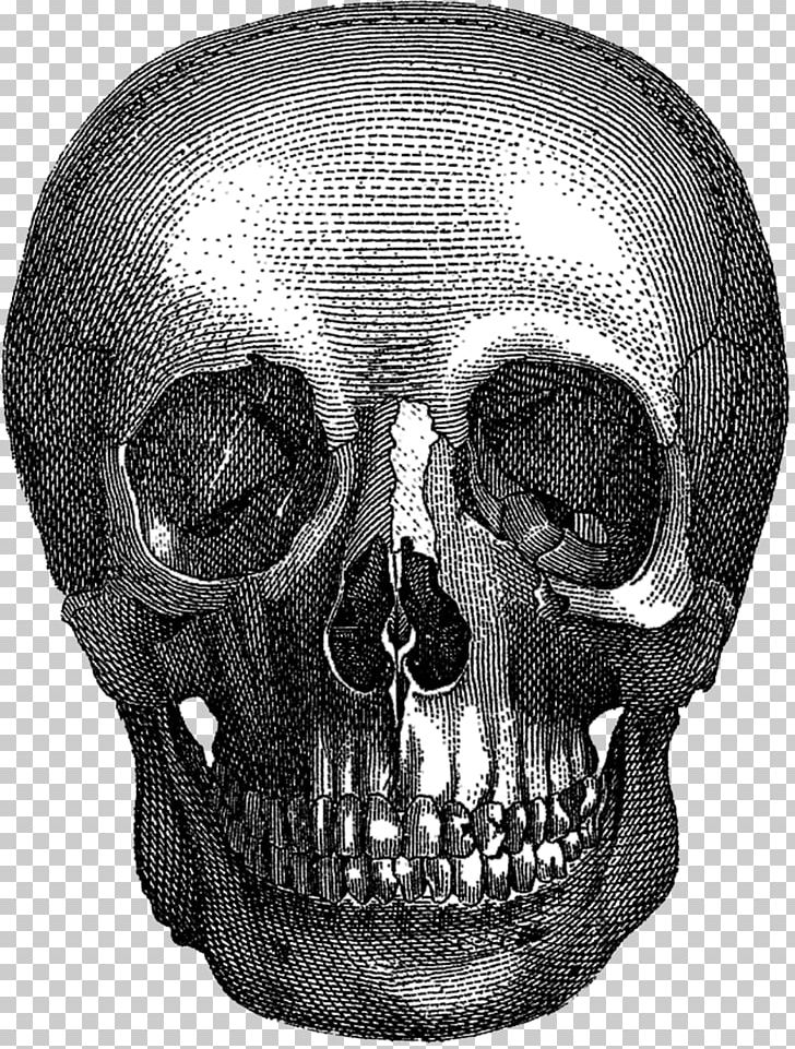 Gothic Art Aesthetics Wanelo Skull PNG, Clipart, Aesthetics, Anatomy, Art, Black And White, Black Cat Free PNG Download