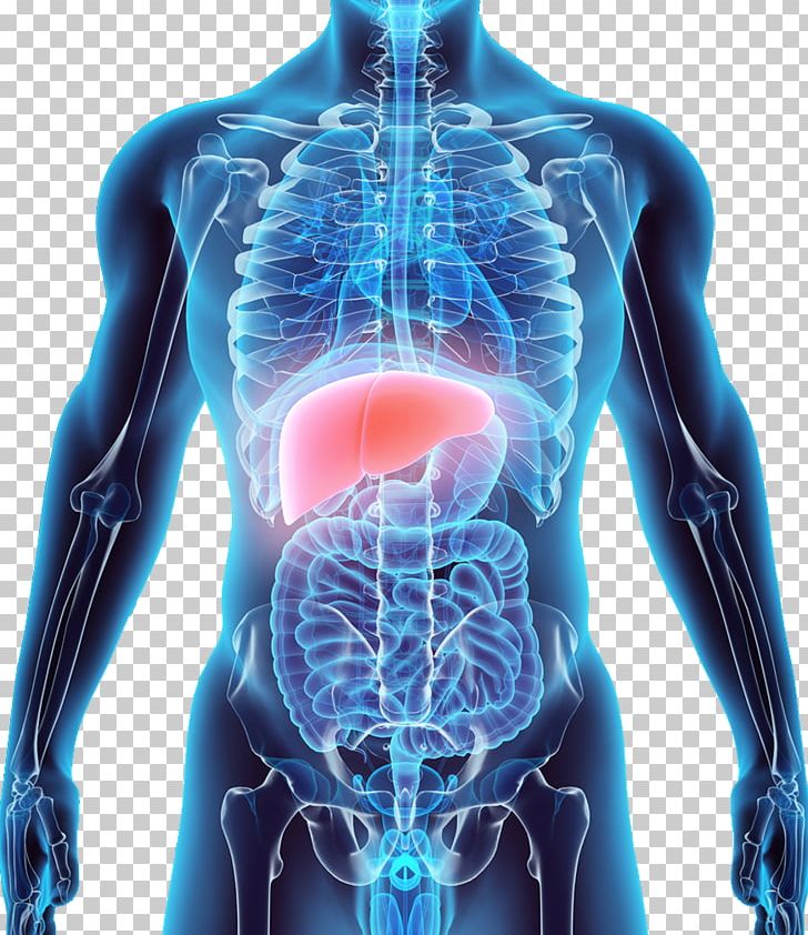 Liver Stock Photography Anatomy Human Body PNG, Clipart, Abdomen, Anatomy, Back, Chest, Electric Blue Free PNG Download