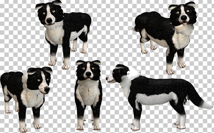 Border Collie Dog Breed Spore Creatures Karelian Bear Dog PNG, Clipart, Animal, Border Collie, Breed, Carnivoran, Collie Free PNG Download