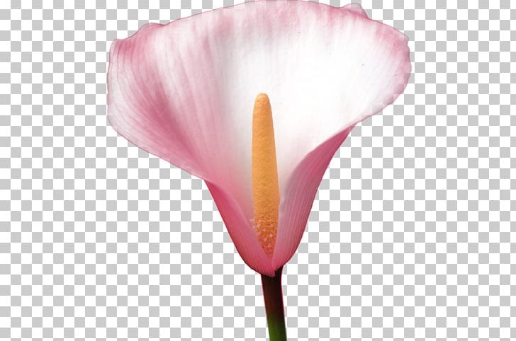 Flower Petal Rosaceae Tulip Plant Stem PNG, Clipart, Callalily, Closeup, Family, Flower, Flowering Plant Free PNG Download