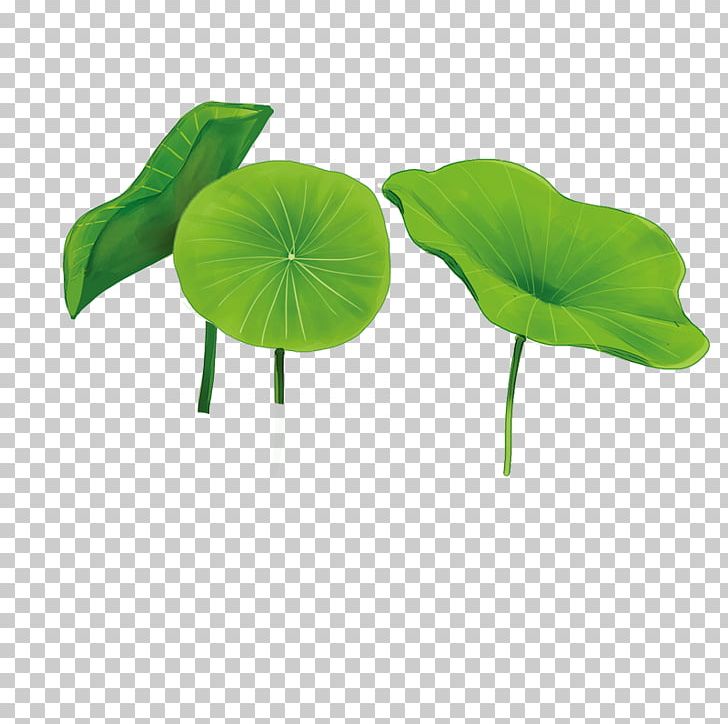 Nelumbo Nucifera Software PNG, Clipart, Black And White, Cartoon, Color, Decorative, Golden Lotus Free PNG Download