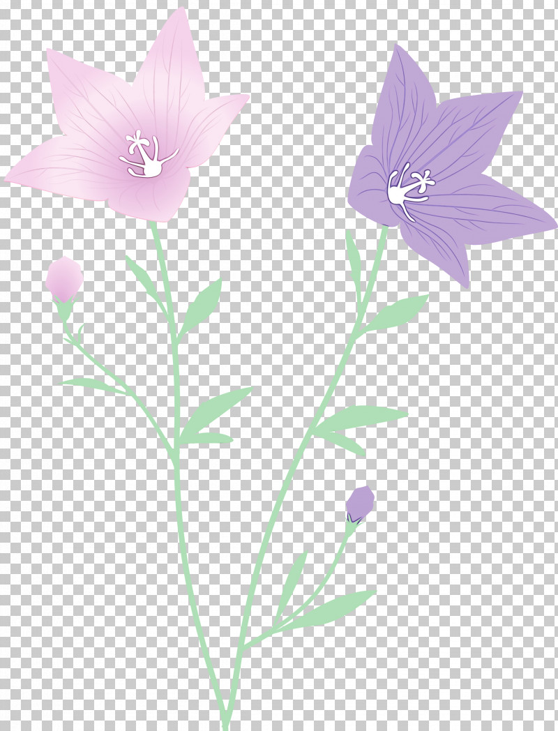 Lavender PNG, Clipart, Balloon Flower, Biology, Flora, Flower, Herbaceous Plant Free PNG Download