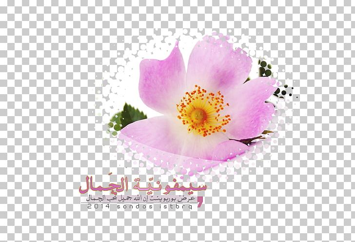 Floral Formula Flower Class Petal PNG, Clipart, Biology, Class, Floral Formula, Flower, Flowering Plant Free PNG Download