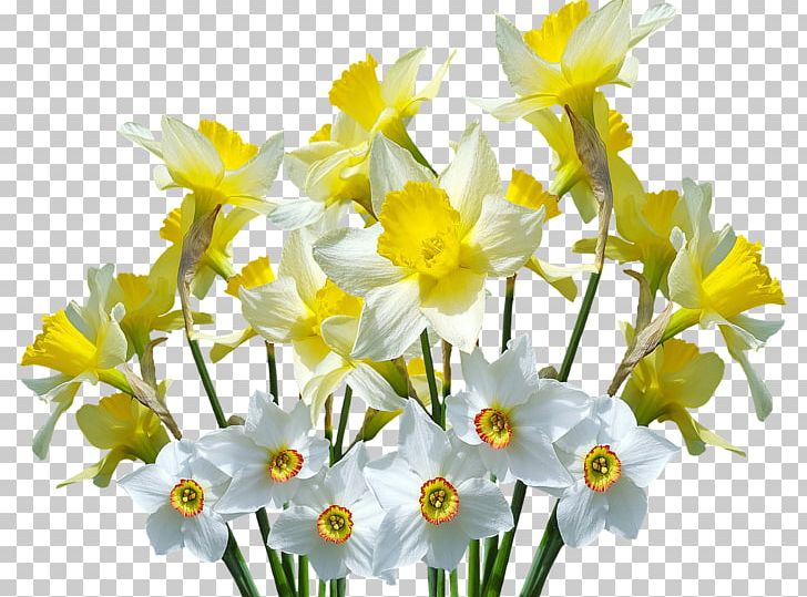 Wild Daffodil Flower PNG, Clipart, Amaryllis Family, Cari, Cut Flowers, Daffodil, Desktop Wallpaper Free PNG Download