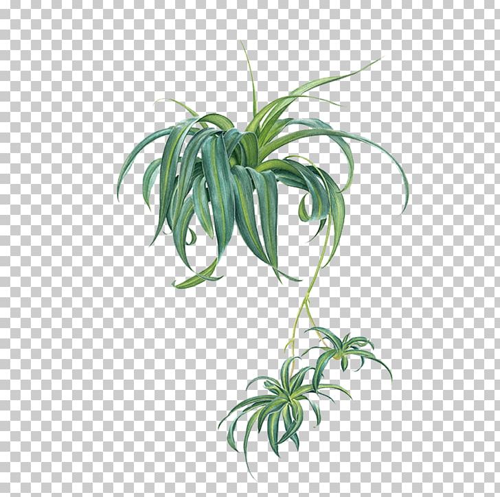 Chlorophytum Comosum Icon PNG, Clipart, Adobe, Chlorophytum, Computer Graphics, Download, Encapsulated Postscript Free PNG Download