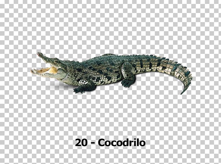 Crocodile Lion Cajun Maintenance PNG, Clipart, Alligator, Animals, Chart, Cocodrilo, Crocodile Free PNG Download