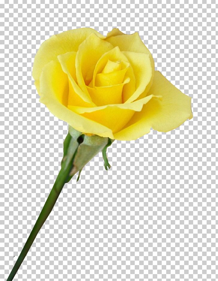 Garden Roses Beach Rose Centifolia Roses Yellow Flower PNG, Clipart, Animation, Beach Rose, Centifolia Roses, Cut Flowers, Floristry Free PNG Download