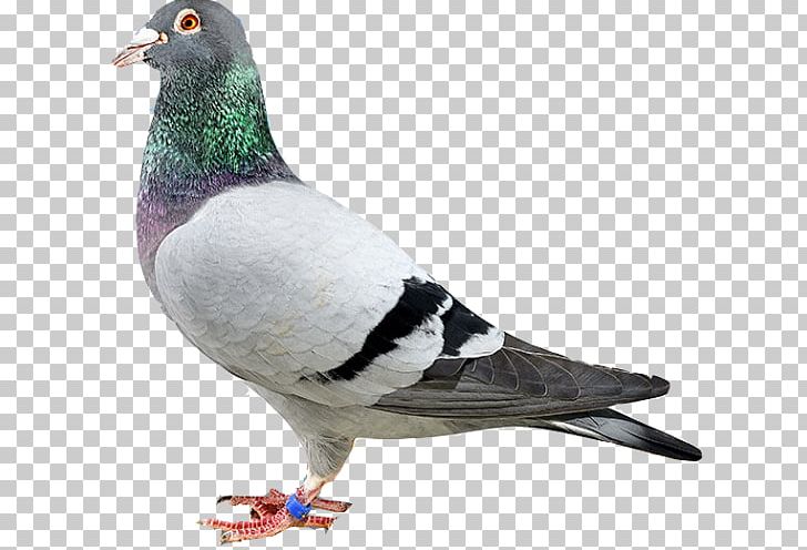 Homing Pigeon Rock Dove Columbidae Stock Dove Bird PNG, Clipart, Animal, Animals, Beak, Bird, Bird Bird Free PNG Download