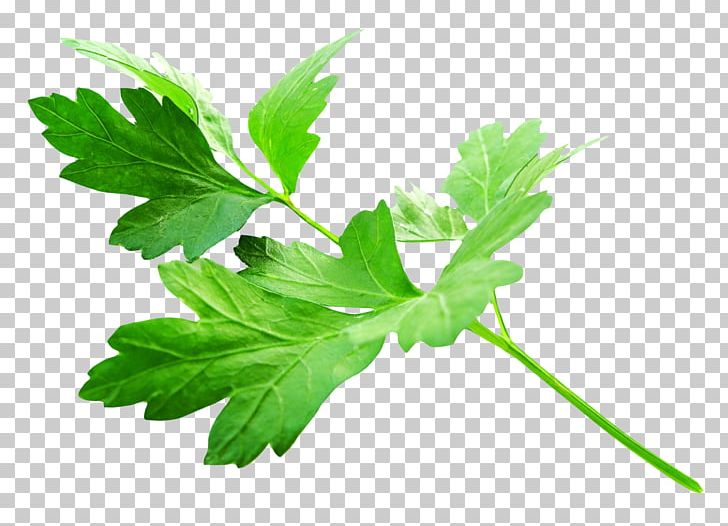 Parsley Vegetarian Cuisine Herb Vegetable Food PNG, Clipart, Black Pepper, Branch, Chili Pepper, Clove, Condiment Free PNG Download