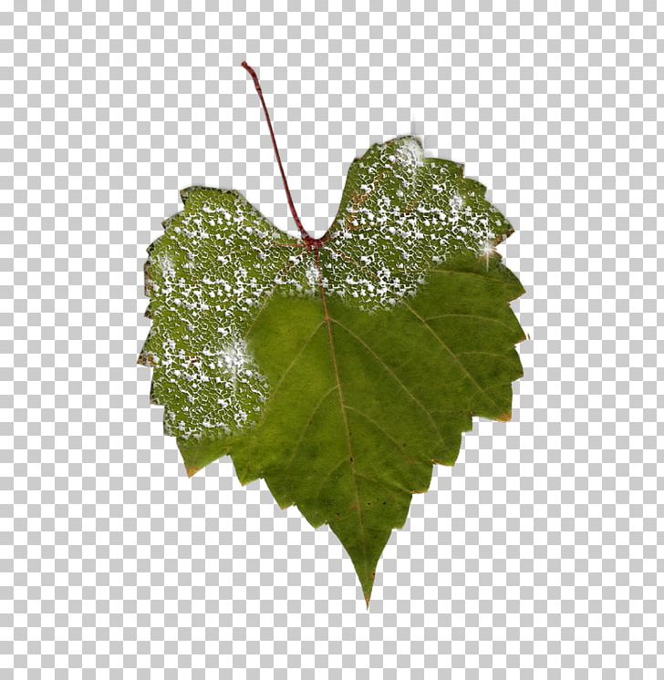 Grapevines Grape Leaves Plant Pathology Leaf PNG, Clipart, Grape Leaves, Grapevine Family, Grapevines, Ivy, Leaf Free PNG Download