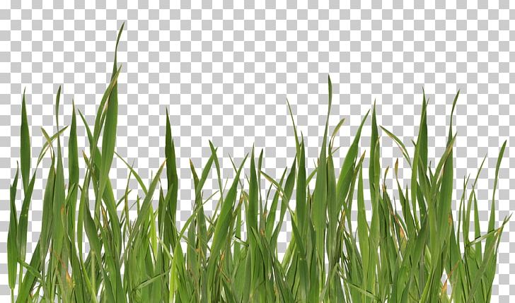 Grasses Lawn PNG, Clipart, Commodity, Computer Icons, Computer Wallpaper, Cool, Day Free PNG Download
