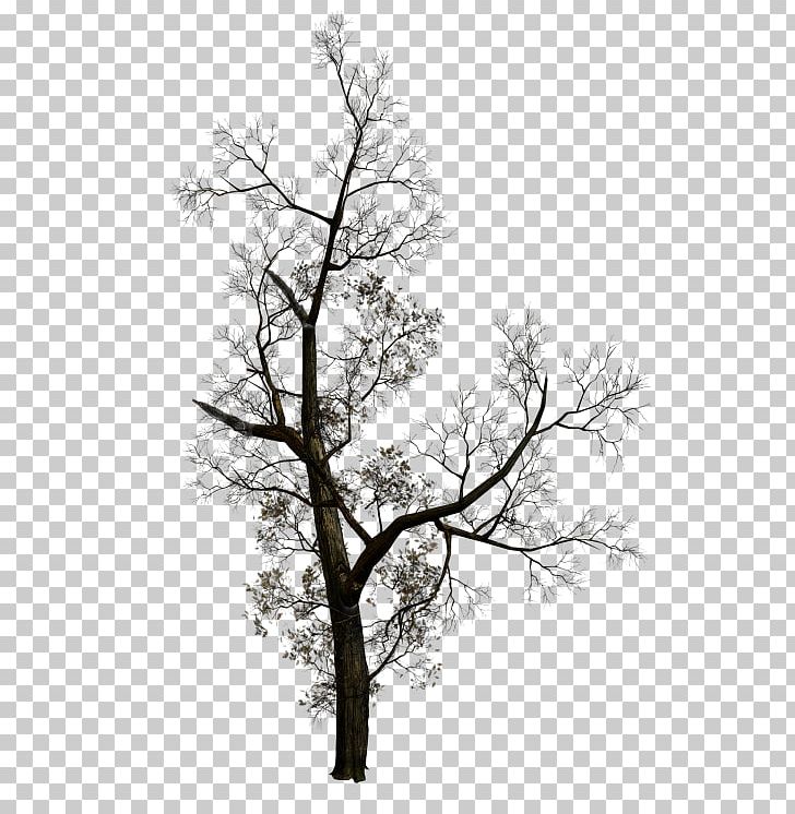 Tree Branch PNG, Clipart, Black And White, Branch, Desktop Wallpaper, Forest, Grayscale Free PNG Download