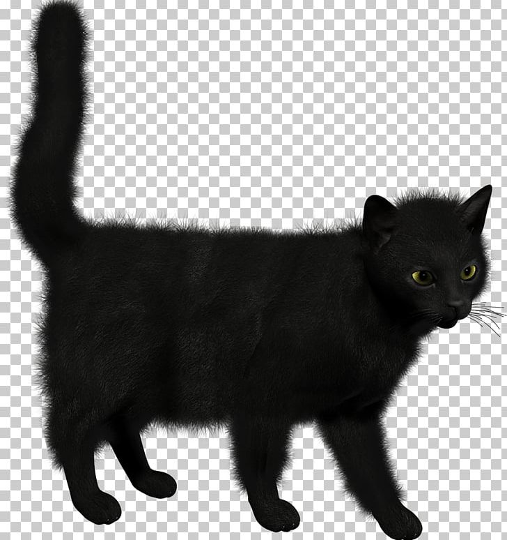 Black Cat Kitten PNG, Clipart, Animals, Asian, Asian Semi Longhair, Black, Black Cat Free PNG Download