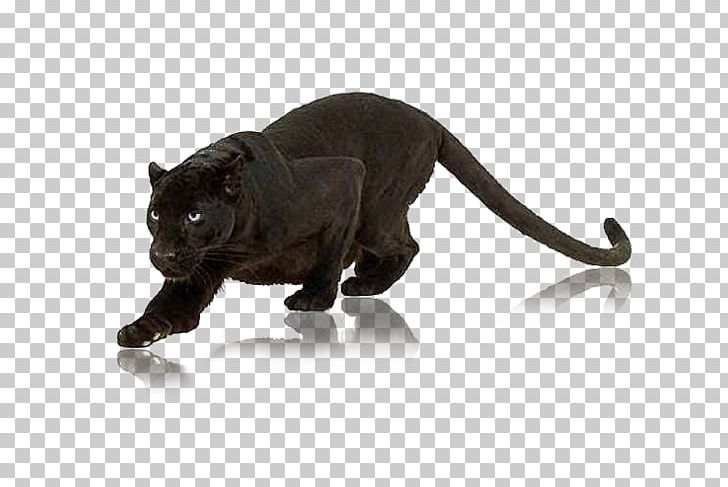Cat Panther Animal Wildlife PNG, Clipart, Animal, Animals, Big Cats, Black Panther, Carnivoran Free PNG Download
