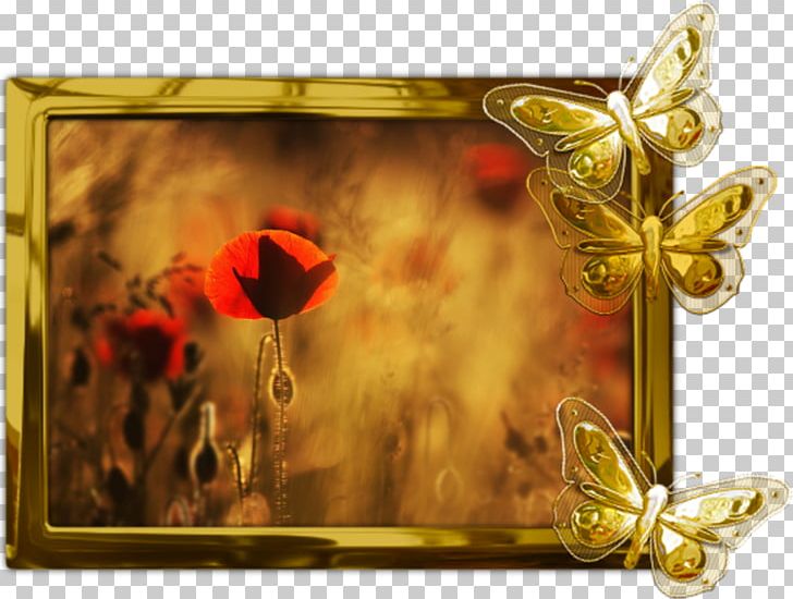 Common Poppy Desktop Desktop Metaphor Remembrance Poppy PNG, Clipart, Butterfly, Common Poppy, Desktop, Desktop Wallpaper, Flower Free PNG Download