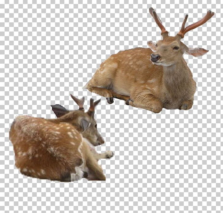 Sika Deer Antler PNG, Clipart, Animals, Antler, Cengkerik, Christmas Deer, Creative Free PNG Download