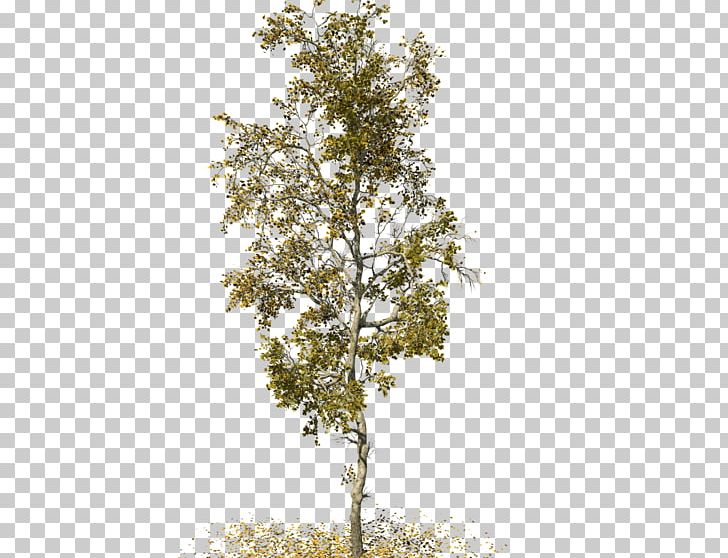 SpeedTree American Sycamore Sycamore Maple Woody Plant PNG, Clipart, 3d Computer Graphics, American, American Sycamore, Bark, Branch Free PNG Download